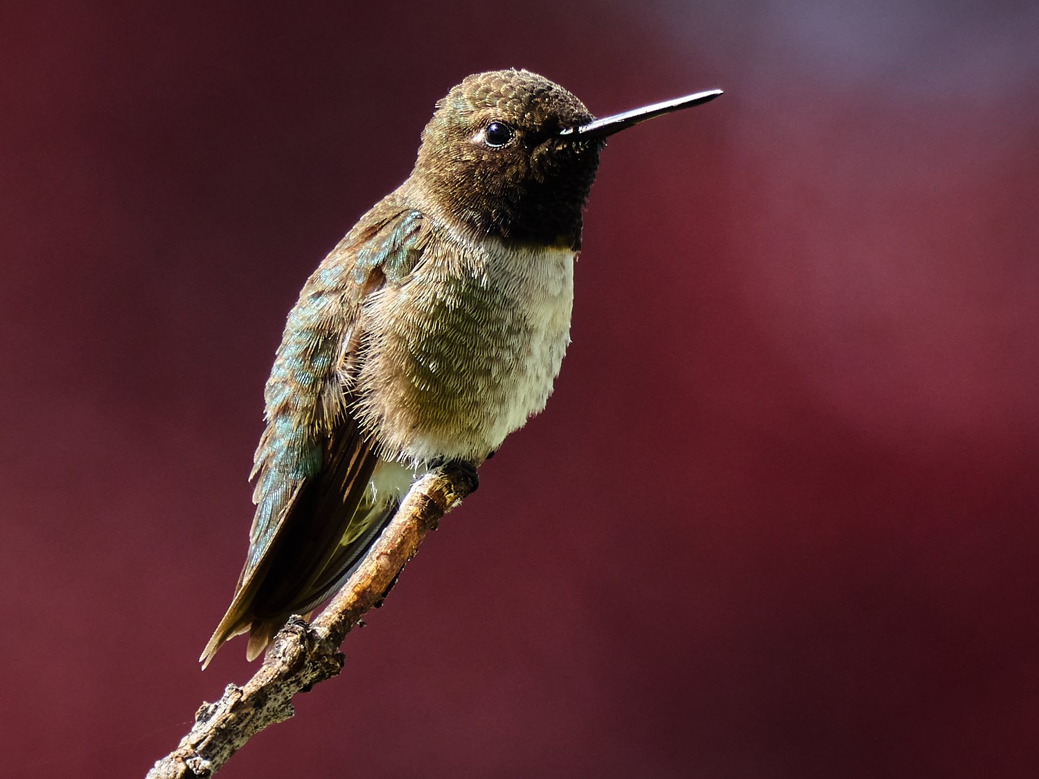 Robert G Allen Photography | A Nikon and Capture One blog Robert G Allen Photography | A Nikon and Capture One blog